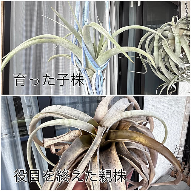 adamoさんの部屋