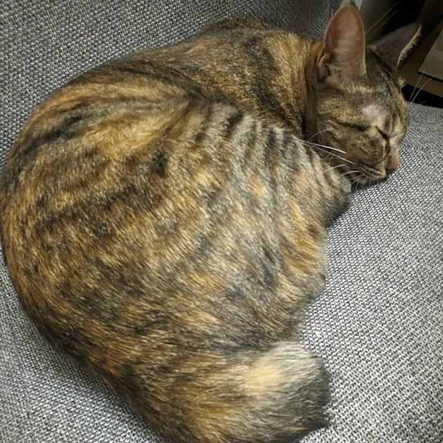 flannel.さんの部屋
