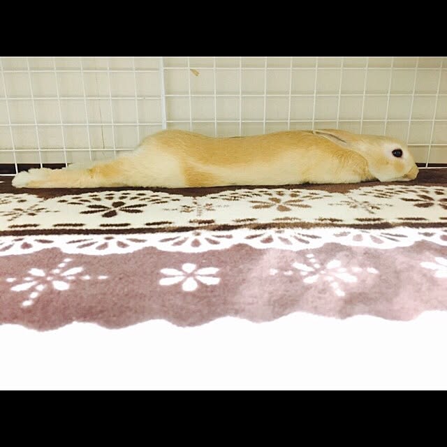 khj1974さんの実例写真
