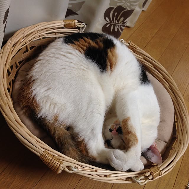 Kinanさんの実例写真