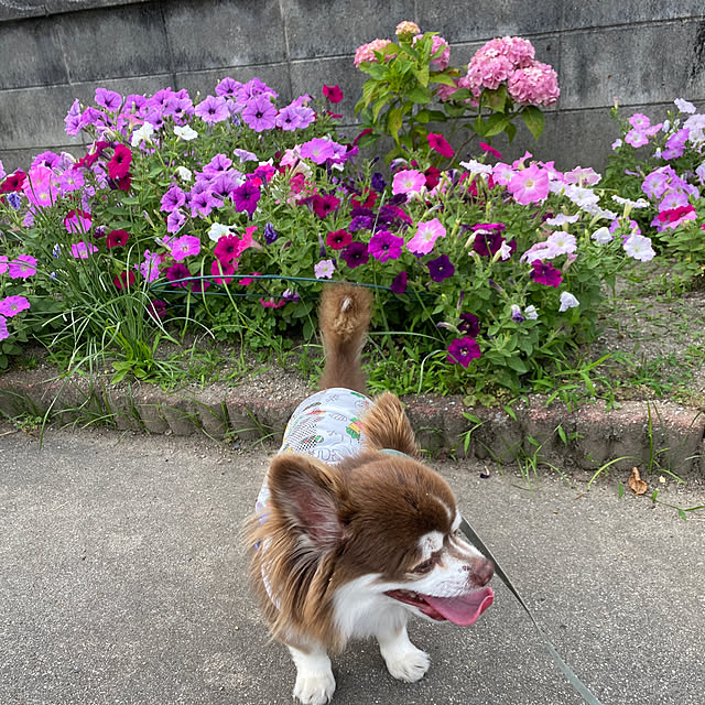 chIoeさんの部屋