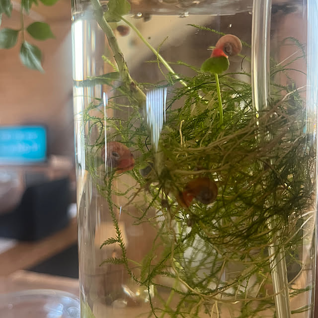 kozakura10さんの実例写真