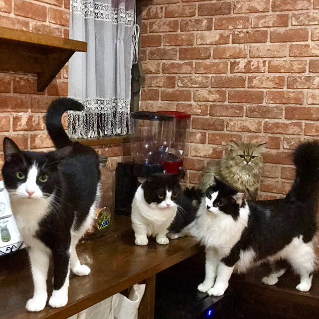 butachanさんの実例写真