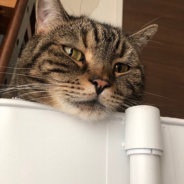 mikomaruさんの実例写真