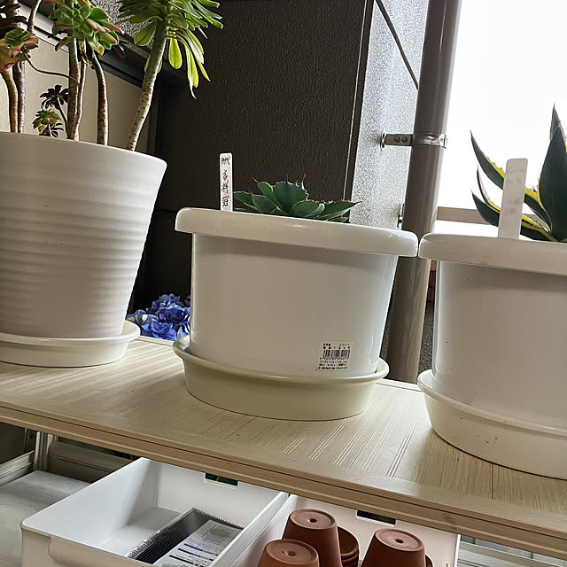 koshiregutyoさんの部屋