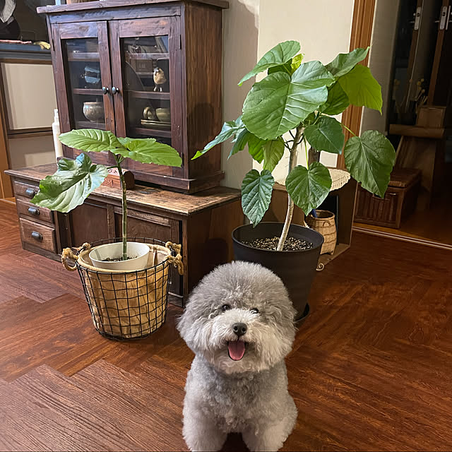 meguko.ryanさんの実例写真