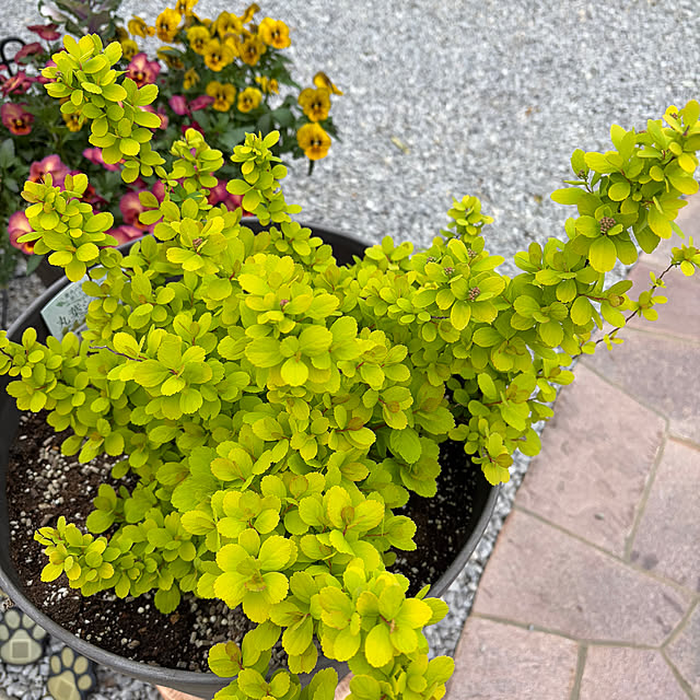 ronronさんの部屋