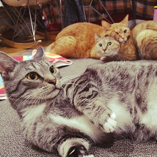 mamitasuさんの実例写真