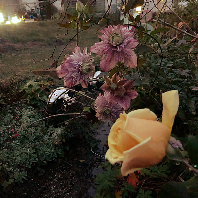 ecopanaさんの実例写真