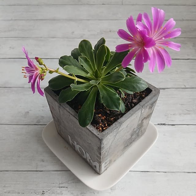 kaanaさんの実例写真