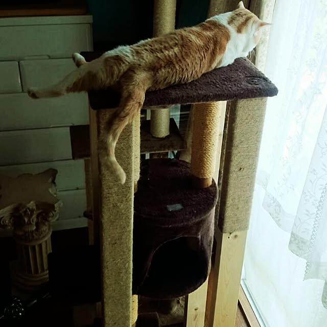 kikufujiさんの実例写真