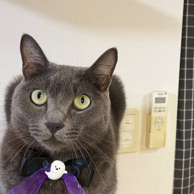 nekoさんの実例写真