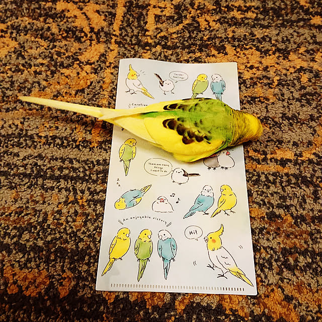 kyonさんの実例写真