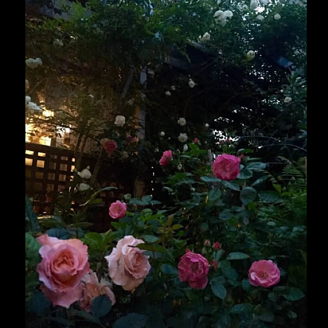 butachanさんの実例写真