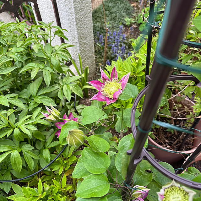 mamizaさんの部屋