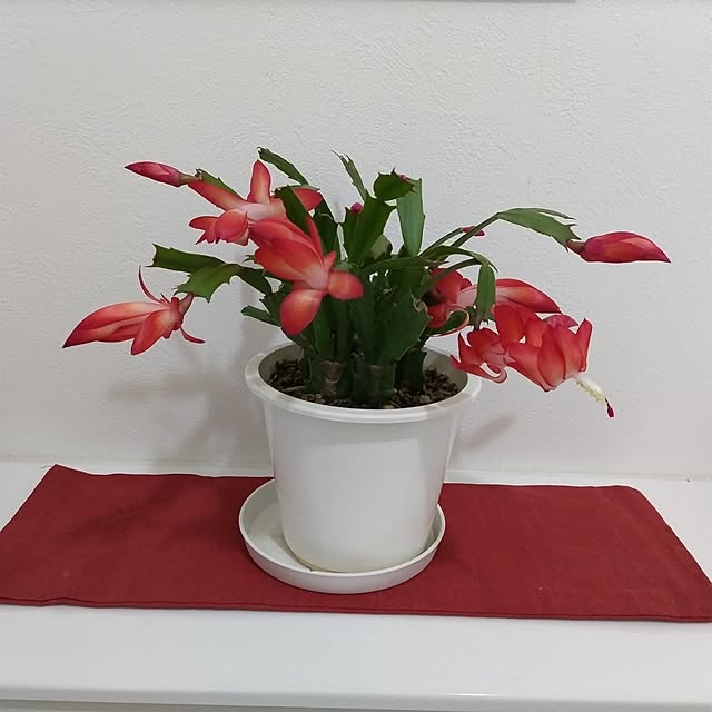 kuririnmamaさんの部屋