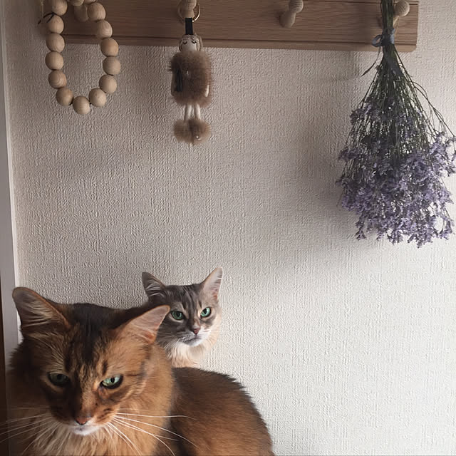 shihoさんの実例写真