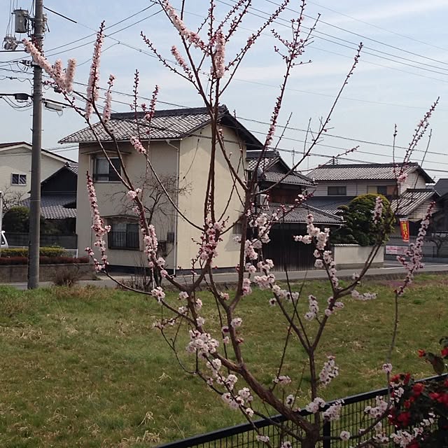 実例写真