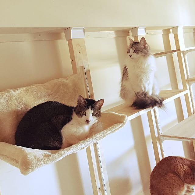 neco7さんの実例写真