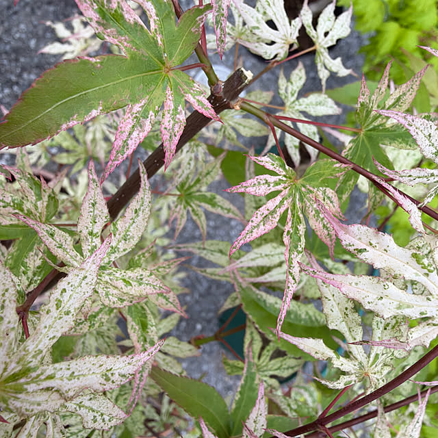 poi.cueさんの実例写真