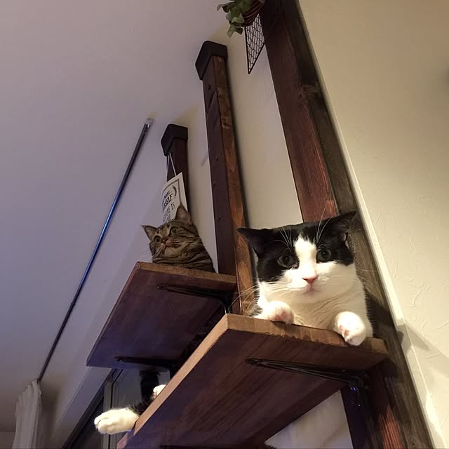 neuruさんの実例写真
