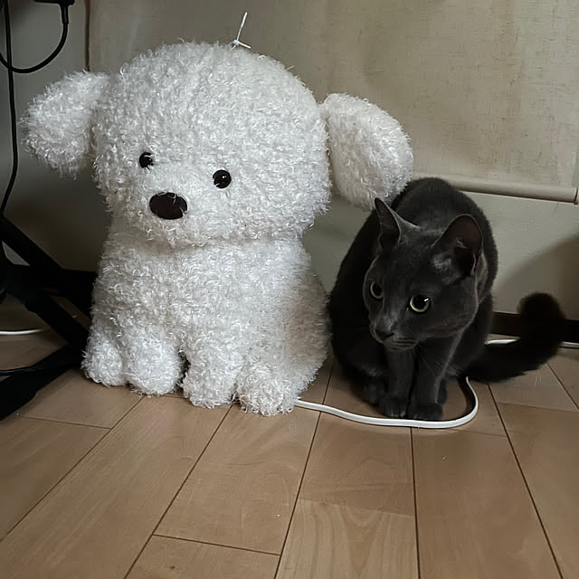 nekoさんの実例写真