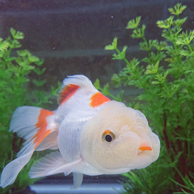 TANOYAさんの実例写真