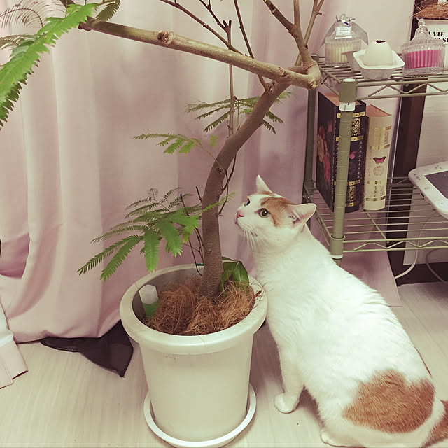 sakuranさんの実例写真