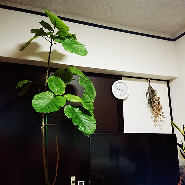 リビング/ウンベラータ/観葉植物のインテリア実例 - 2019-10-09 21:39:21