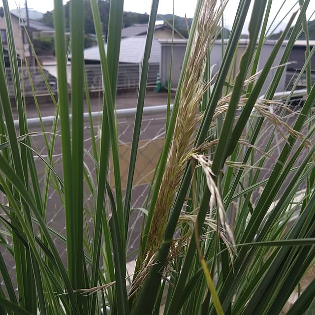 garden.numaさんの実例写真