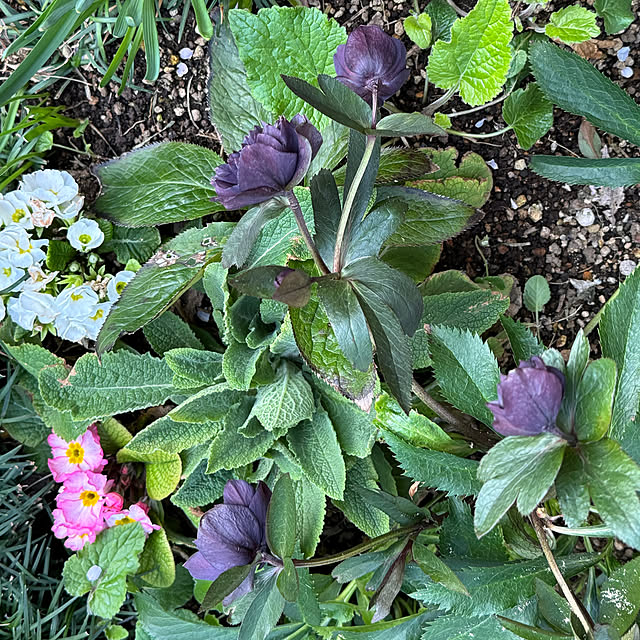 mamizaさんの部屋