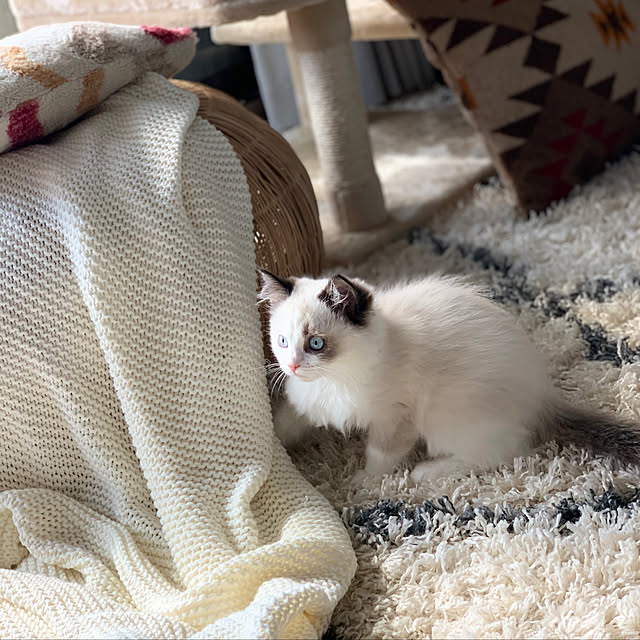 Micccaさんの実例写真