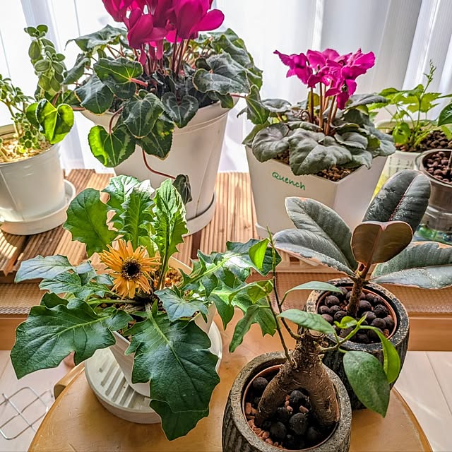 mi-saさんの実例写真