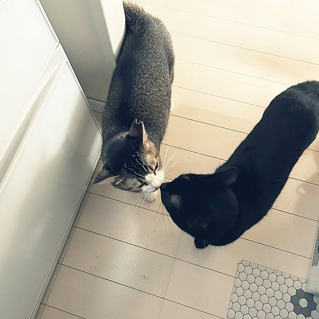 nekomiさんの部屋