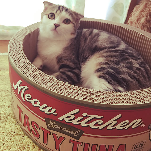 CATさんの実例写真