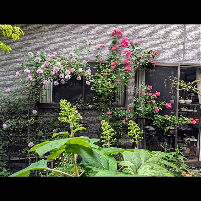 aromameさんの実例写真