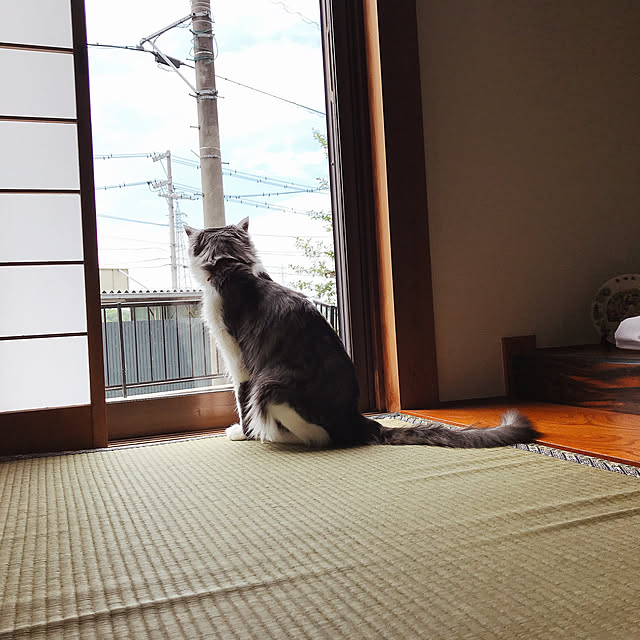 chocochyyさんの実例写真