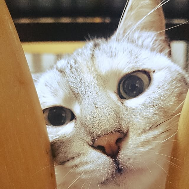 Naomiさんの実例写真