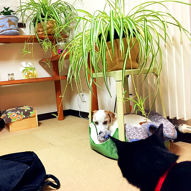nanaさんの実例写真