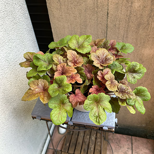 fumikoiさんの実例写真
