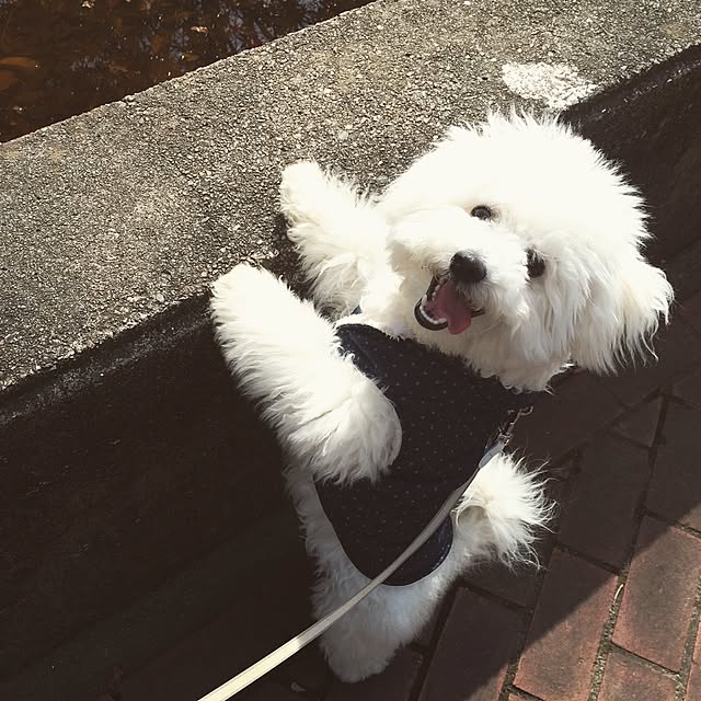 happy_bridgeさんの実例写真