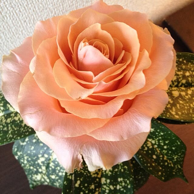 maoさんの実例写真