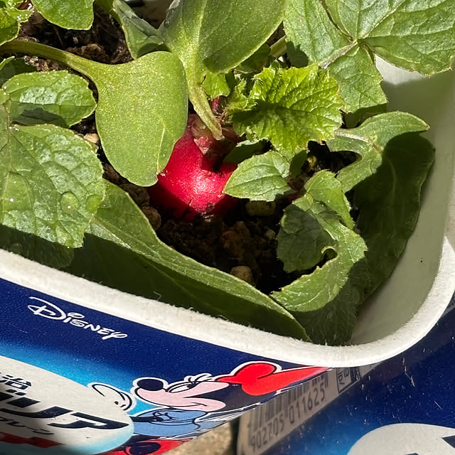 SIELUさんの部屋