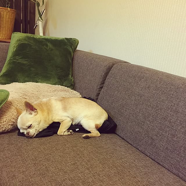 mihoup3さんの実例写真