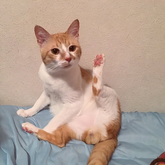yumiさんの実例写真