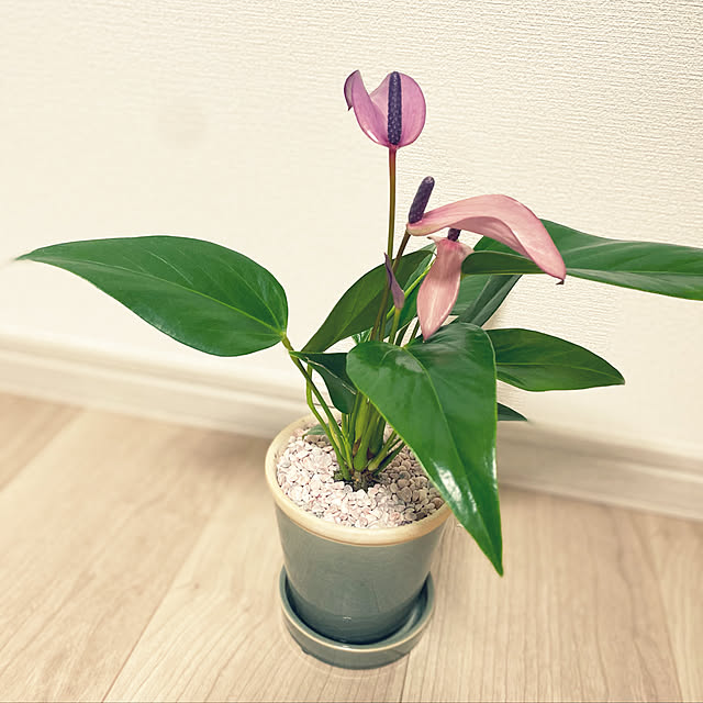m_k_Rさんの実例写真