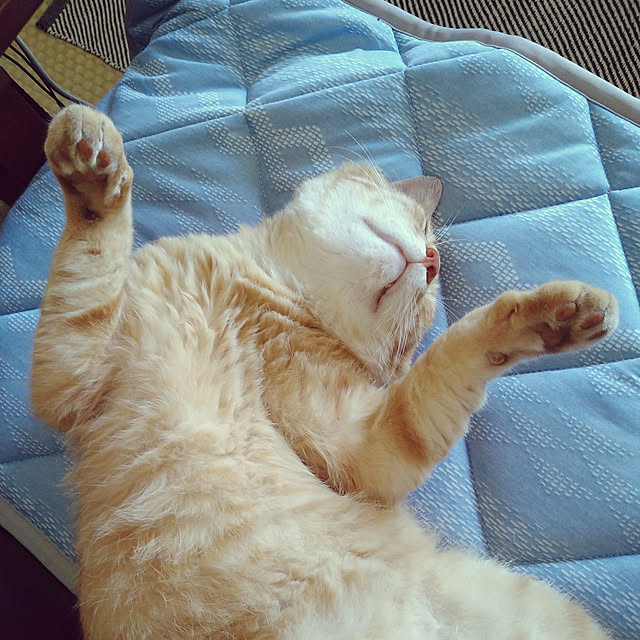 y.ebihara0811さんの実例写真