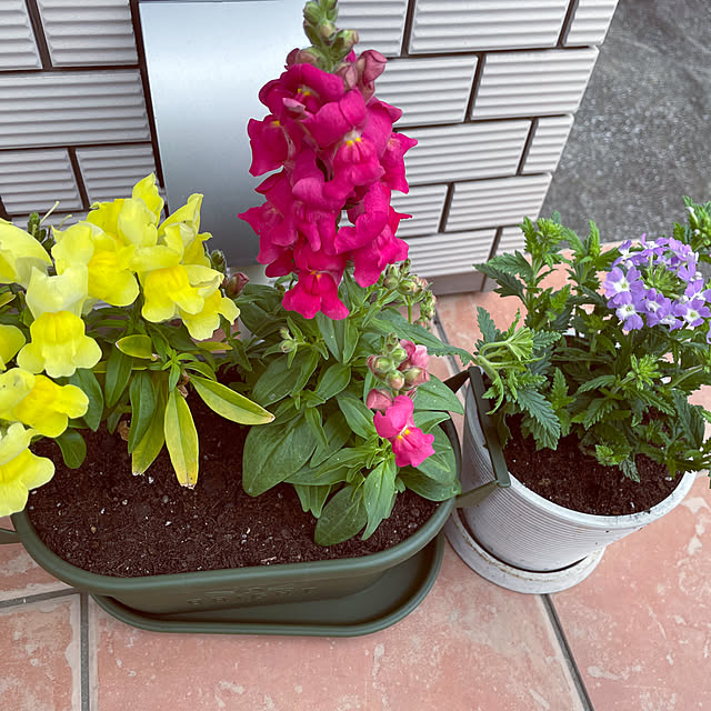 noelmamaさんの実例写真