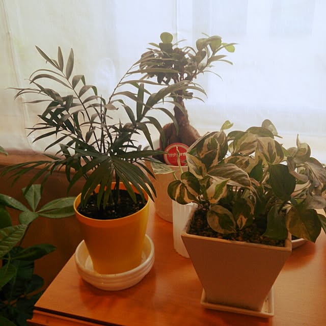 miepinさんの実例写真