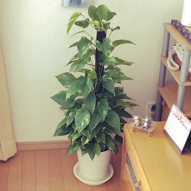 chakaponさんの実例写真